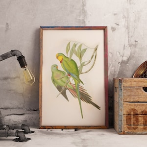Australian Native bird print | Australian parrot poster | Australian Barabant Parrot | John Gould print | Vintage print