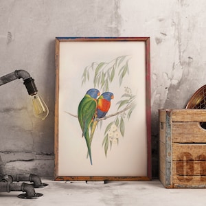 Australian Native bird print | Australian parrot poster | Rainbow lorikeet | John Gould print | Vintage print
