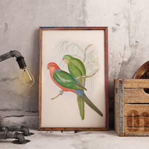 Australian Native bird print | Australian parrot poster | Australian king Parrot | John Gould print | Vintage print