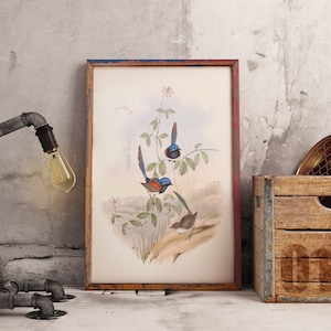 Australian Native bird print | Australian wren poster | Blue Breasted Fairy Wren | John Gould print | Vintage print