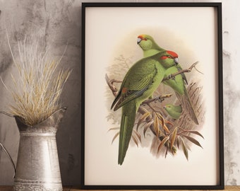 New Zealand Red-fronted Parakeet  Print | NZ Native Bird | Buller's Birds of New Zealand | Vintage Print | New Zealand Bird | Poster