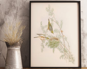 New Zealand Silver Eye Print | NZ Native Bird | John Gould artwork | Vintage Print | New Zealand Birds | Poster