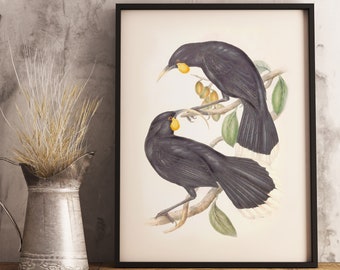 New Zealand Huia Print | NZ Native Bird | John Gould Art Work | Vintage Print | New Zealand Birds | Poster