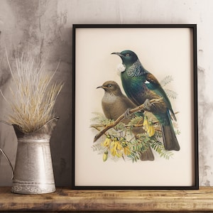 Neuseeland Tui Print | NZ Native Bird | Buller es Birds of New Zealand | Vintage Print | NZ Poster | Neuseeländische Vogelgrippe
