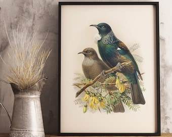 New Zealand Tui Print | NZ Native Bird | Buller's Birds of New Zealand | Vintage Print | NZ Poster | New Zealand Bird