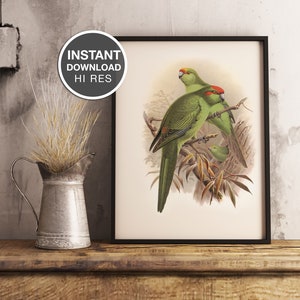 New Zealand Red fronted and Orange fronted parakeets | JG-Keulemans | Native Birds | vintage | download | New Zealand Birds| Art print