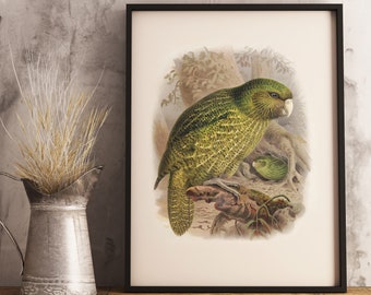 Nueva Zelanda Kakapo Impresión / NZ Aves Nativas / Pájaros Buller de Nueva Zelanda / Vintage Print / cartel / arte NZ / Pájaro de Nueva Zelanda
