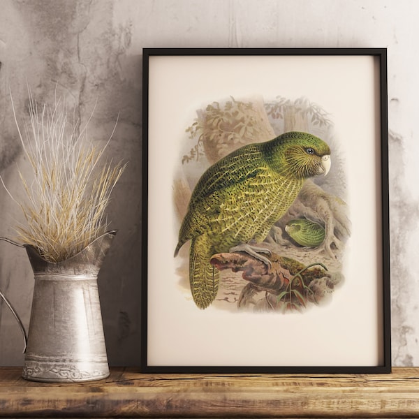 New Zealand Kakapo  Print | NZ Native Bird | Buller's Birds of New Zealand | Vintage Print | poster | NZ art | New Zealand Bird