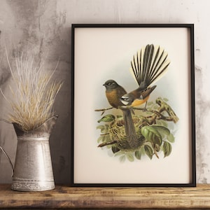 Nueva Zelanda Fantail Arte Impresión / Nativo Nueva Zelanda Pájaro Impresión / Buller's Birds of NZ / Vintage Print / Nueva Zelanda Pájaro / Cartel