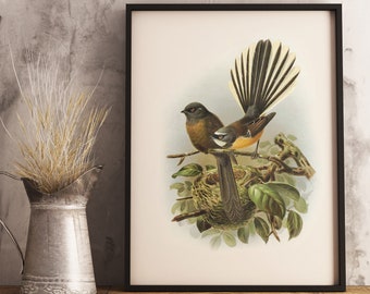 New Zealand Fantail Art Print | Native New Zealand Bird Print | Buller's Birds of NZ | Vintage Print | New Zealand Bird | Poster