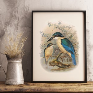 Neuseeländischer Eisvogel Print | NZ Native Bird | Buller es Birds of New Zealand | Vintage Print | NZ Poster | Neuseeländische Vogelgrippe