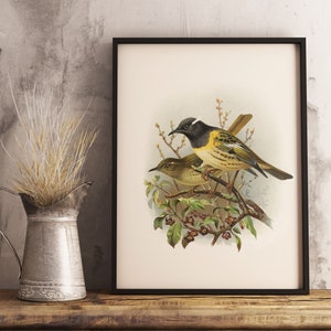 Impressão de Stitchbird de Nova Zelândia de <br> Entrega Rápida? Pássaro nativo da Nova Zelândia | Aves Buller da Nova Zelândia | Impressão vintage | Pôster | Pássaro da Nova Zelândia