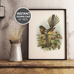 New Fächerschwanz | Einheimische Vögel | Jahrgang | Aquarell | Download | Drucken | Bullers Vögel von Neuseeland | Neuseeland Vögel
