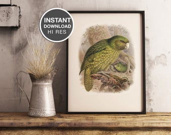 Nueva Zelanda Kakapo / JG-Keulemans / Aves nativas / Aves de Nueva Zelanda / Acuarela / impresión / Bullers Birds of New Zealand / Impresión de arte
