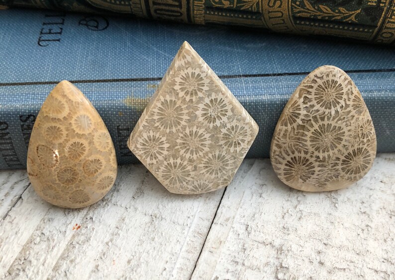 3 Pcs Natural Fossil Coral Cabochons Handmade Polished Fossilized Coral Jewelry Making Gemstone Lot Crystal Cabochon Stone Cabochon