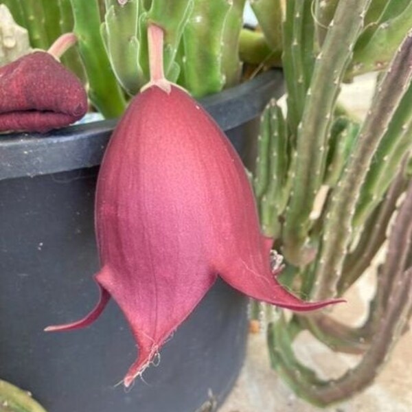 Stapelia - Etsy