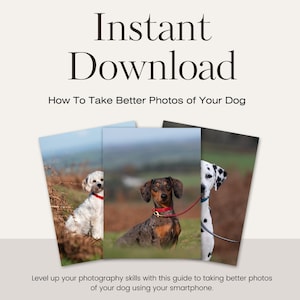 How To Take Better Photos Of Your Dog, Dog Photography Tips, Guide to Dog Photography, How To Take Great Dog Photos, Instant Dog Photo Guide