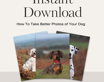 How To Take Better Photos Of Your Dog, Dog Photography Tips, Guide to Dog Photography, How To Take Great Dog Photos, Instant Dog Photo Guide