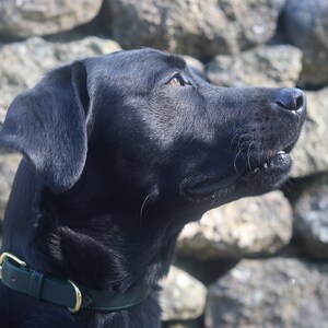 May include: A black Labrador Retriever with a green leather collar, looking to the right, against a backdrop of stacked gray rocks.