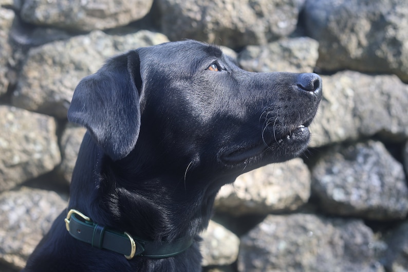 May include: A black Labrador Retriever with a green leather collar, looking to the right, against a backdrop of stacked gray rocks.