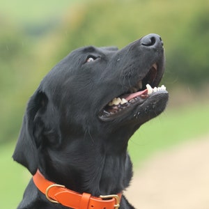 Orange Leather Dog Collar// Custom Leather Dog Collar, Puppy Collar image 2
