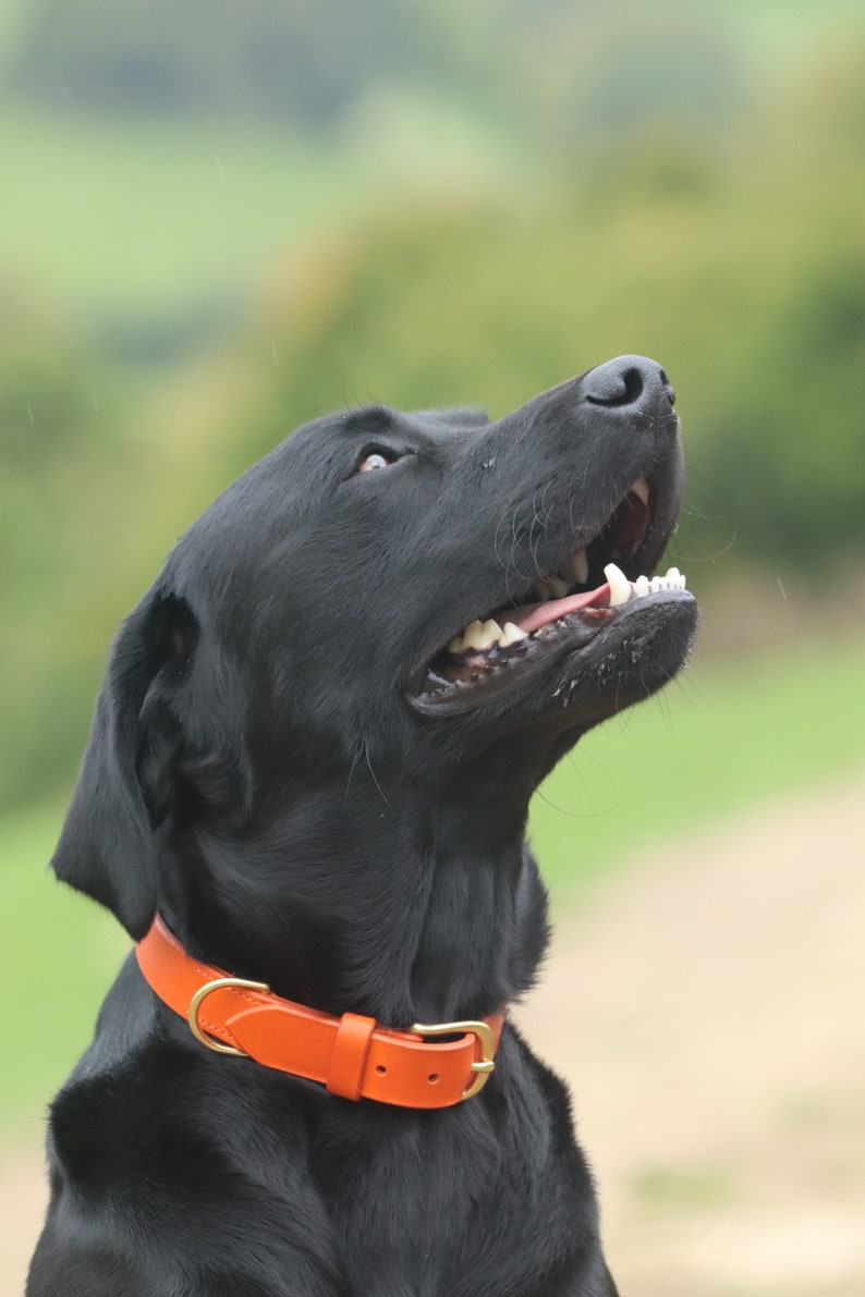 Orange Leather Dog Collar// Custom Leather Dog Collar, Puppy Collar image 2