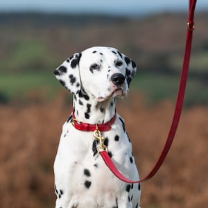 Red Valentine's Dog Collar, Personalised Custom Red Leather Dog Collar, Red Bridle Leather Dog Collar, Strong Dog Collar, Red Puppy Collar