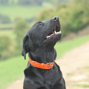 Orange Leather Dog Collar// Custom Leather Dog Collar, Puppy Collar image 1