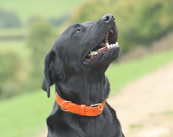 Orange Leather Dog Collar// Custom Leather Dog Collar, Puppy Collar