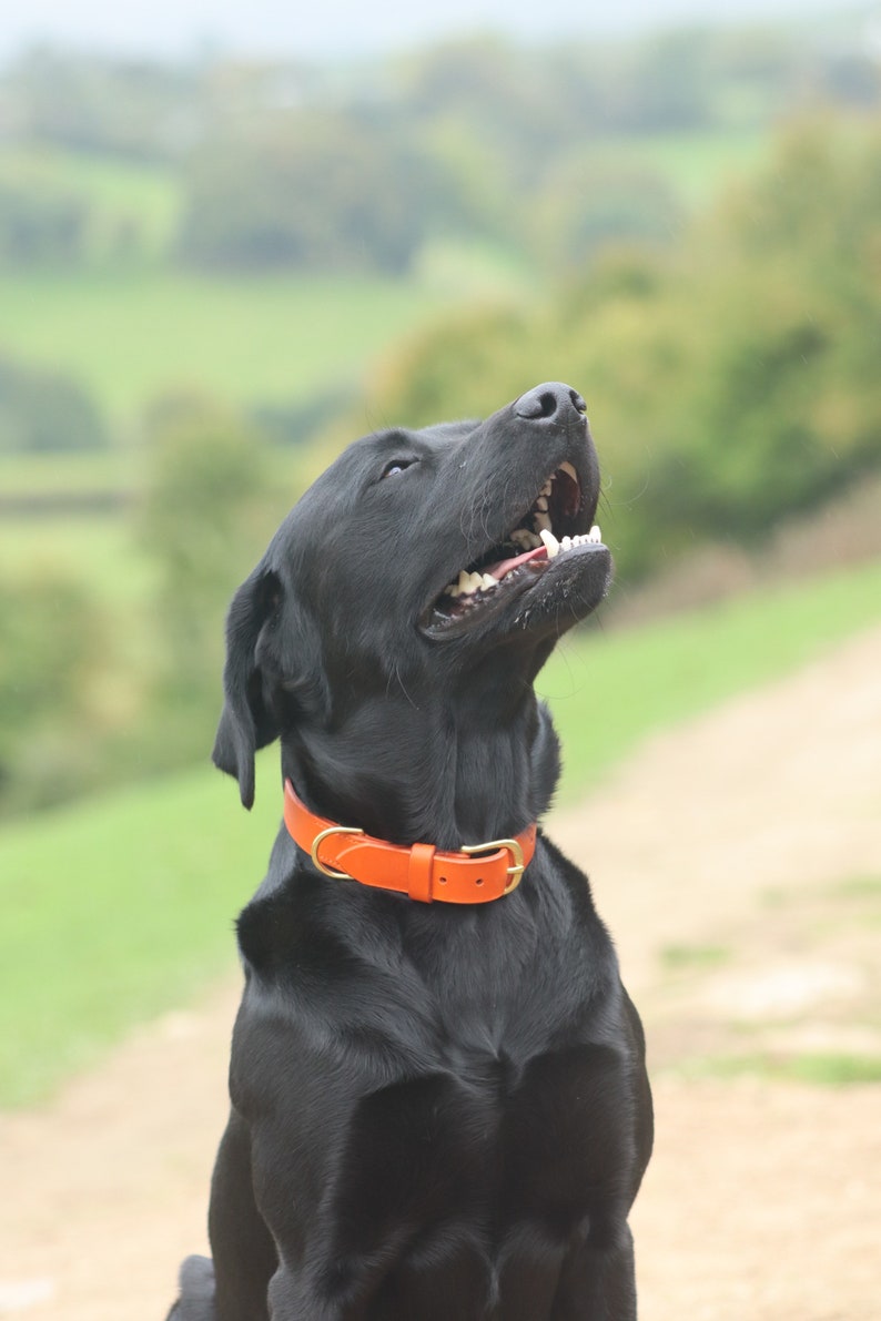 Orange Leather Dog Collar// Custom Leather Dog Collar, Puppy Collar image 1