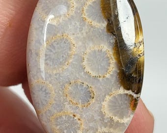 Petrified coral cabochon stone. 31x19.3x5mm.
