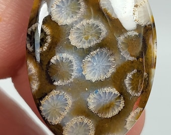 29.35ct. Petrified coral cabochon. 33x21x5mm.