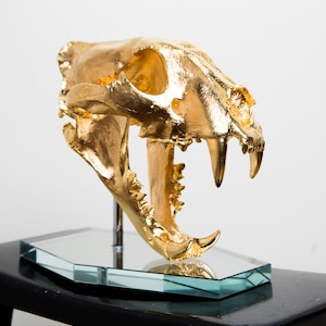 Gold-Plated Solid Bronze Cast Lion Skull