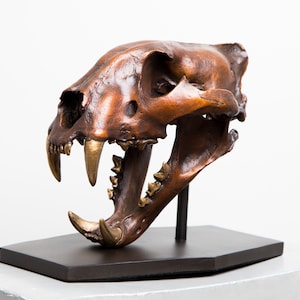 Solid Bronze Cast Lion Skull