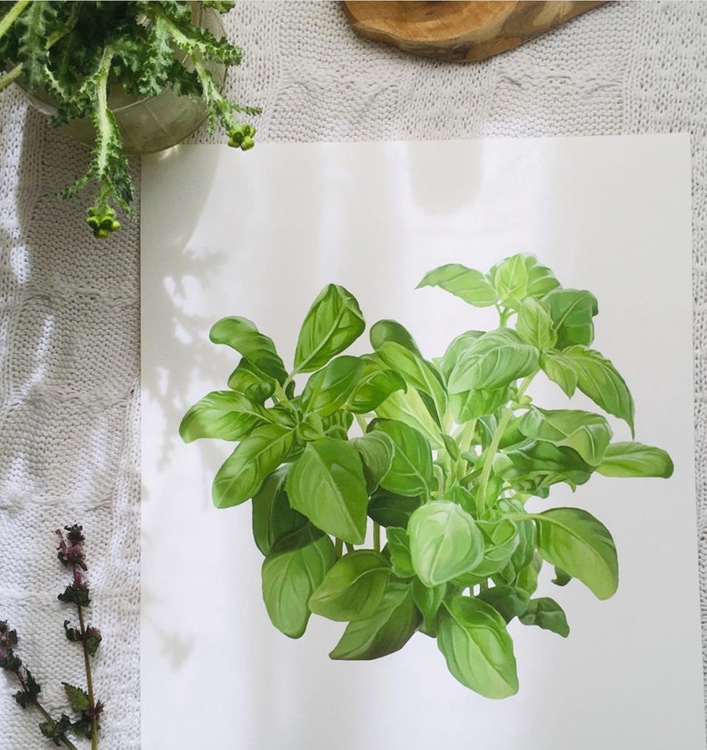 Basil Art Print Basil Painting Print Basil Giclee Print Etsy