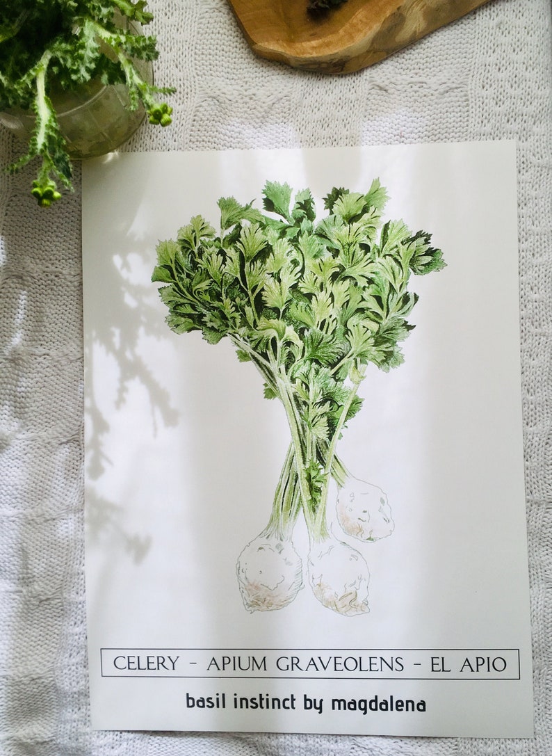 Celery Art Print Celery Giclee Print Vegetable Art Print Etsy