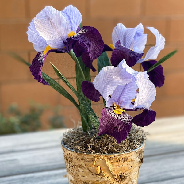 Potted Iris Plant Etsy