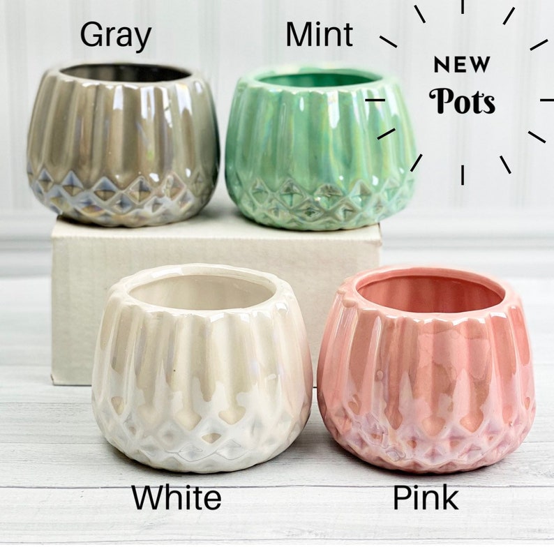 May include: Four ceramic succulent pots in gray, mint green, white, and pink. The pots have a textured, ribbed design and a diamond pattern at the bottom. The text "NEW Pots" is written in black on a white background.