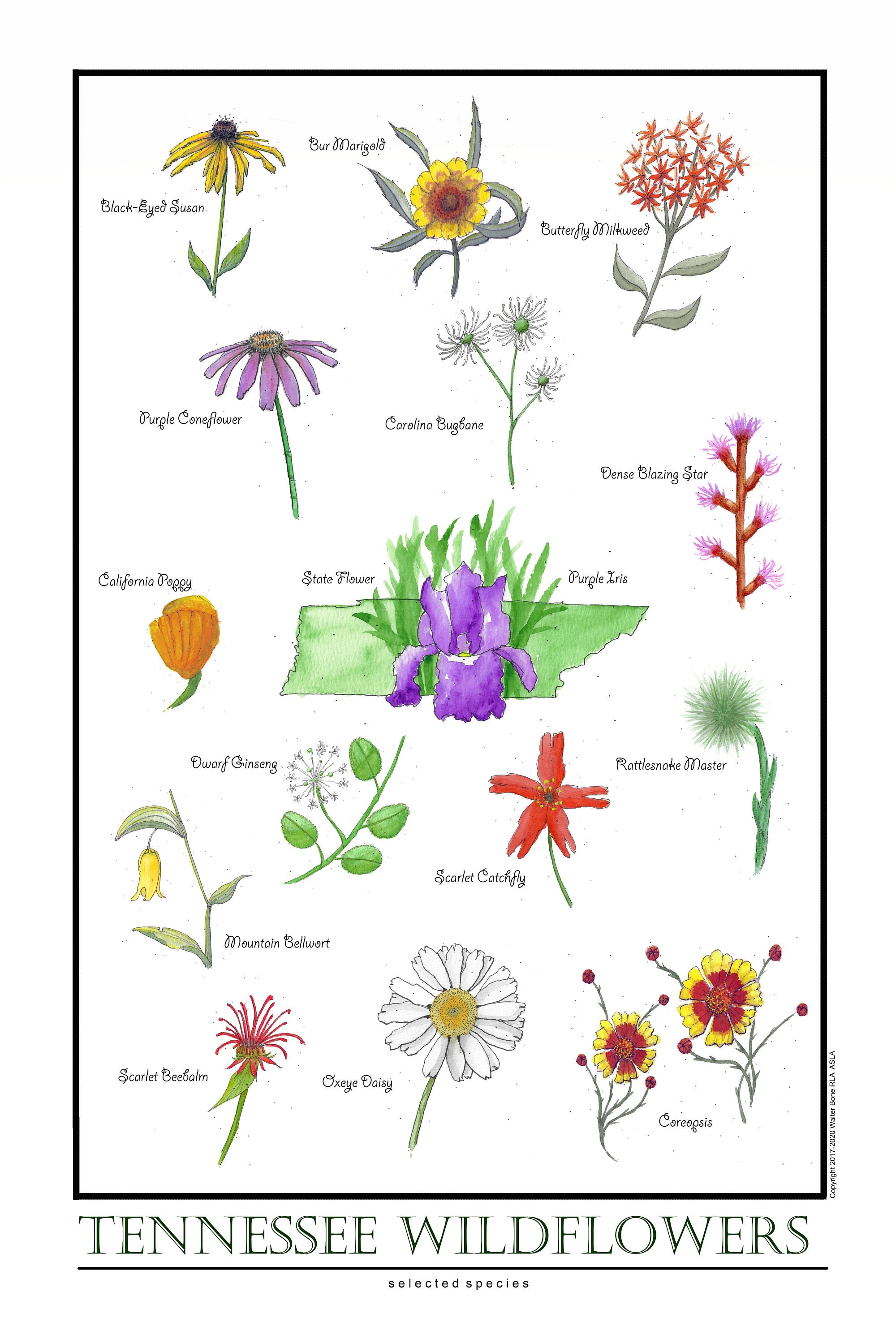 Tennessee Wildflowers Etsy