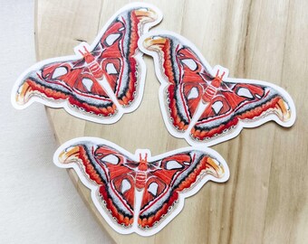 Atlas Moth Watercolor Sticker – Matte Vinyl Decal for Laptops, Planners
