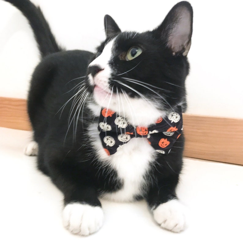 cat and jack bow tie