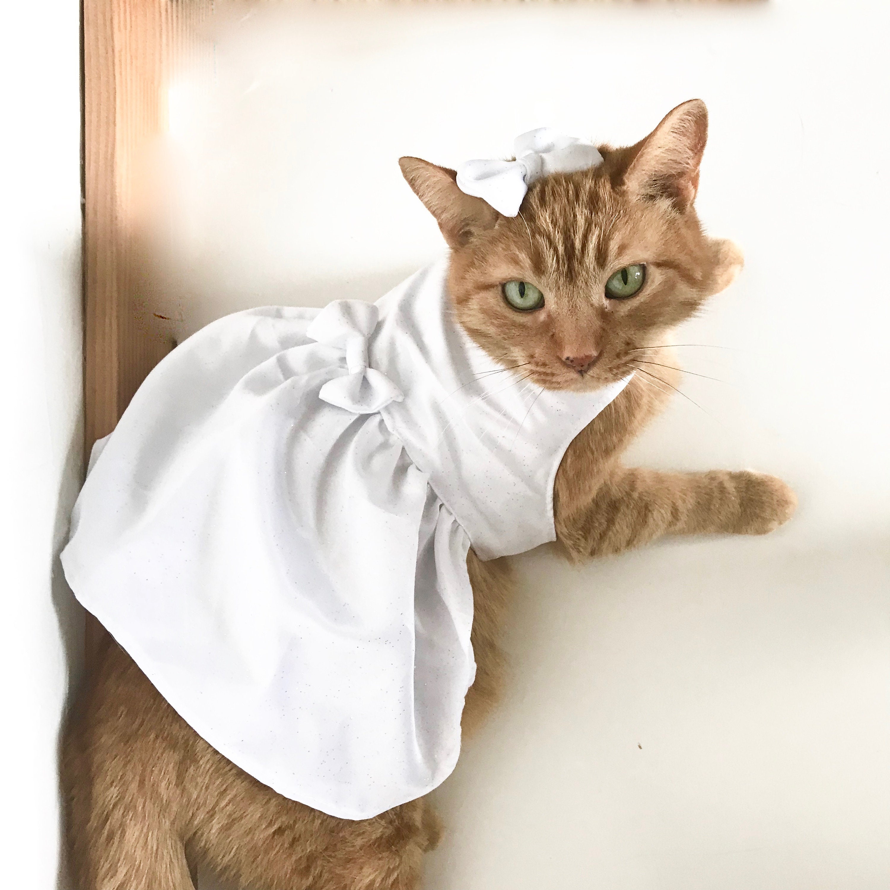 Кошечка в платье. Кошка в платье. Наряды для кошек. Платье для котов. Свадебный костюм для кошки.