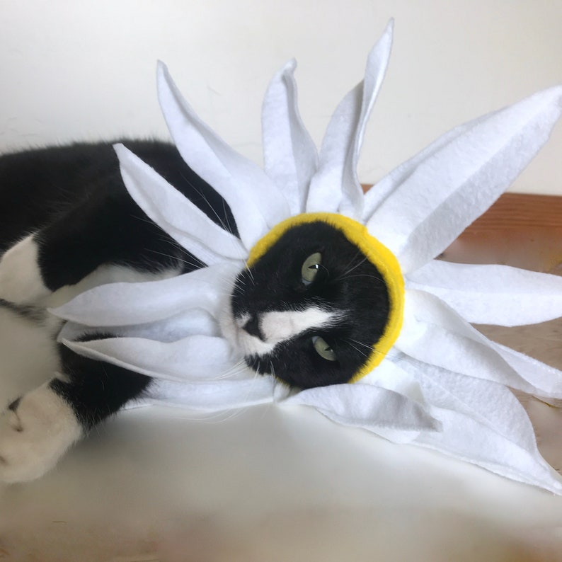 Cat Costume Daisy Flower Costume for Cat Halloween Pet Costume | Etsy