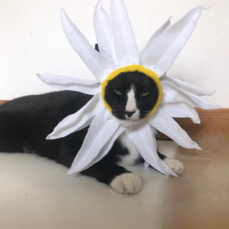 Cat Costume Daisy Flower Costume for Cat Halloween Pet Costume Etsy