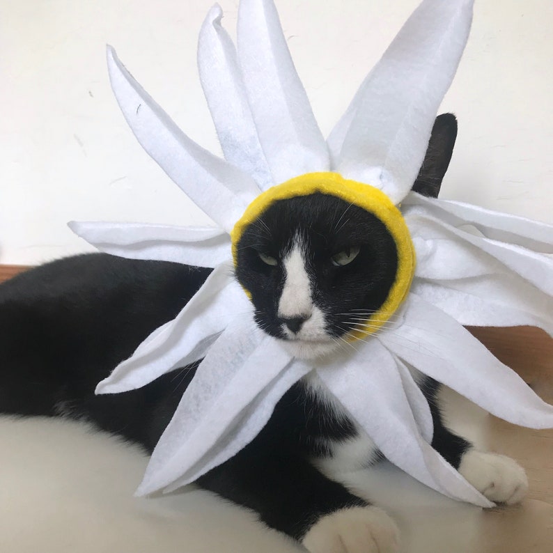 Cat Costume Daisy Flower Costume for Cat Halloween Pet Costume | Etsy