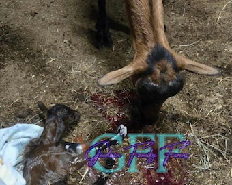 Printable Goat Kidding Kit