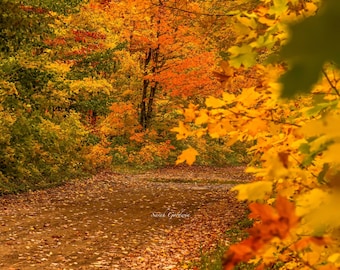 Autumn’s Path / Fall Wall Print / Michigan Photography / Pictured Rocks / Autumn / Canvas / Metal Print