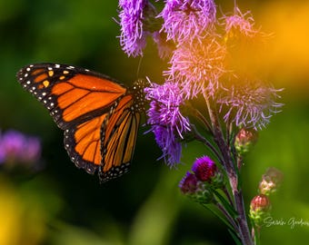 Monarch In The Blazing Star / Monarch / Butterfly / Michigan Photography / Flower Print / Summer / Canvas / Metal Print