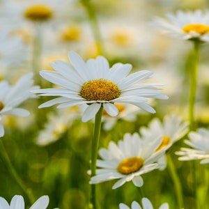 Field of Daisies / Michigan Photography / Flower Print / Summer / Canvas / Metal Print