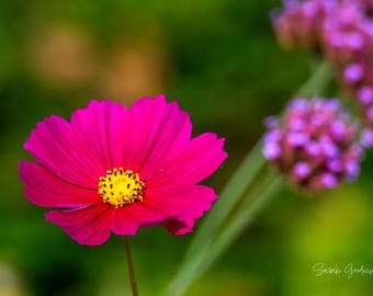 Cosmos and Morning Light / Cosmo / Michigan Photography / Flower Print / Summer / Canvas / Metal Print